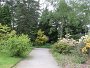Rhododendren  (2)